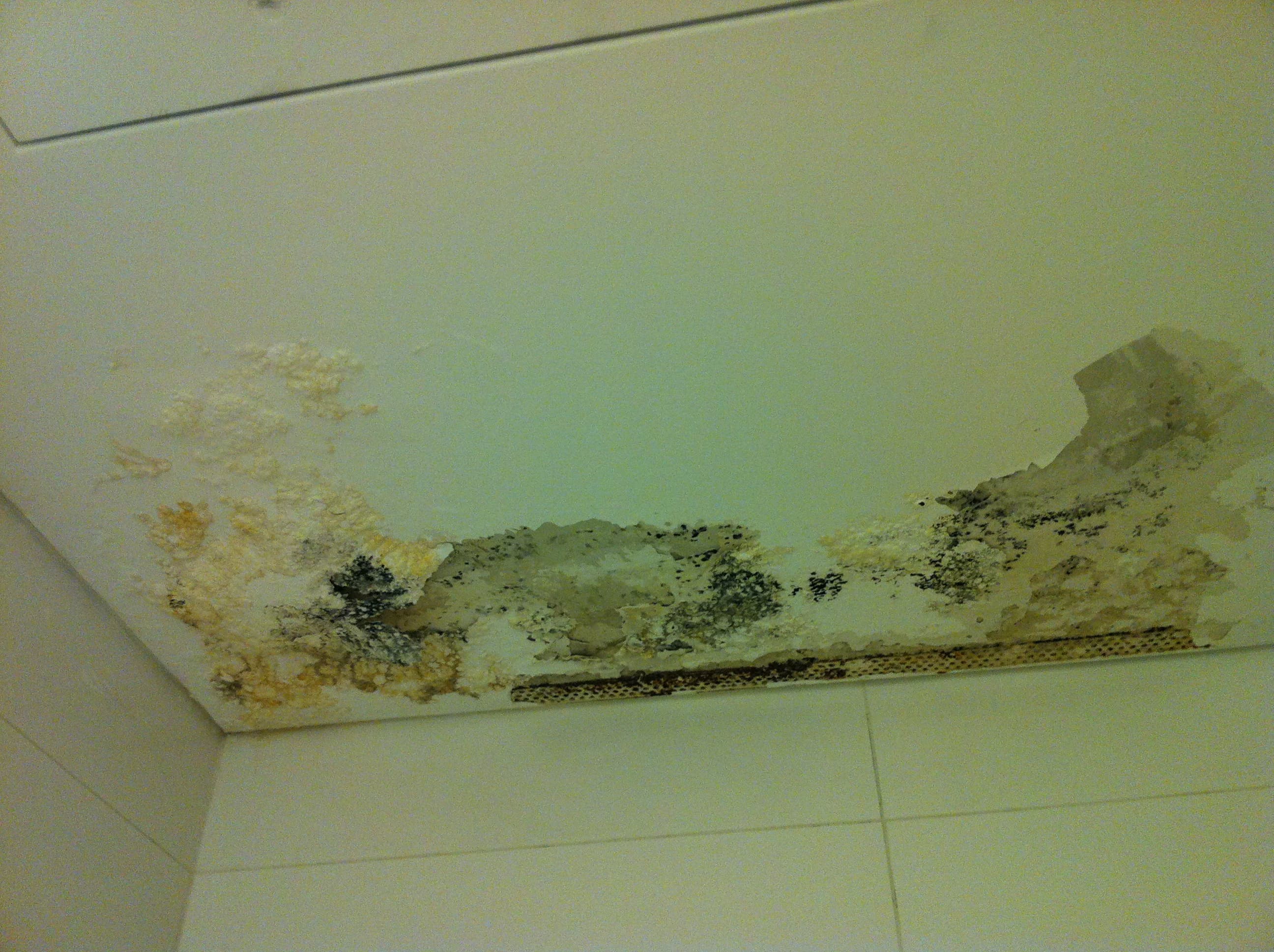 Severely mould-damaged ceiling before restoration in a Chatswood property